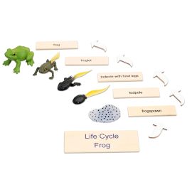 CICLO DE VIDA RANA INGLES-ALEMAN