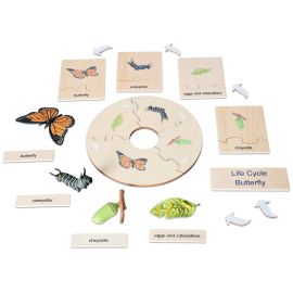 CICLO DE VIDA MARIPOSA EN INGLES-ALEMAN